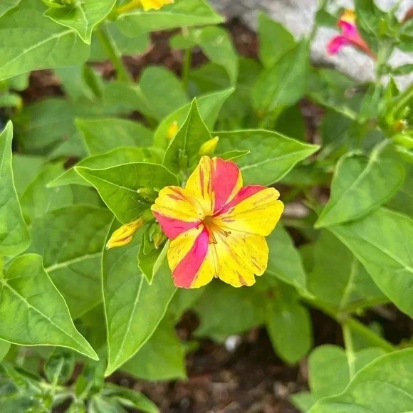 Four O'Clock Marvel of Peru Seeds - 50 seeds - Picture 5 of 11